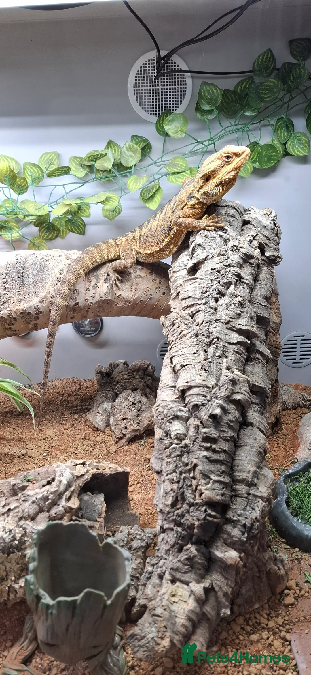 Bearded Dragon reptiles for sale: Bearded dragon, male, full set up in Fakenham - Advert 1