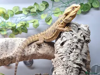 Bearded Dragon reptiles Bearded dragon, male, full set up - Advert 1