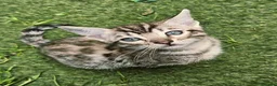 Mixed Breed cats for sale: Bengal mix  - Advert 2