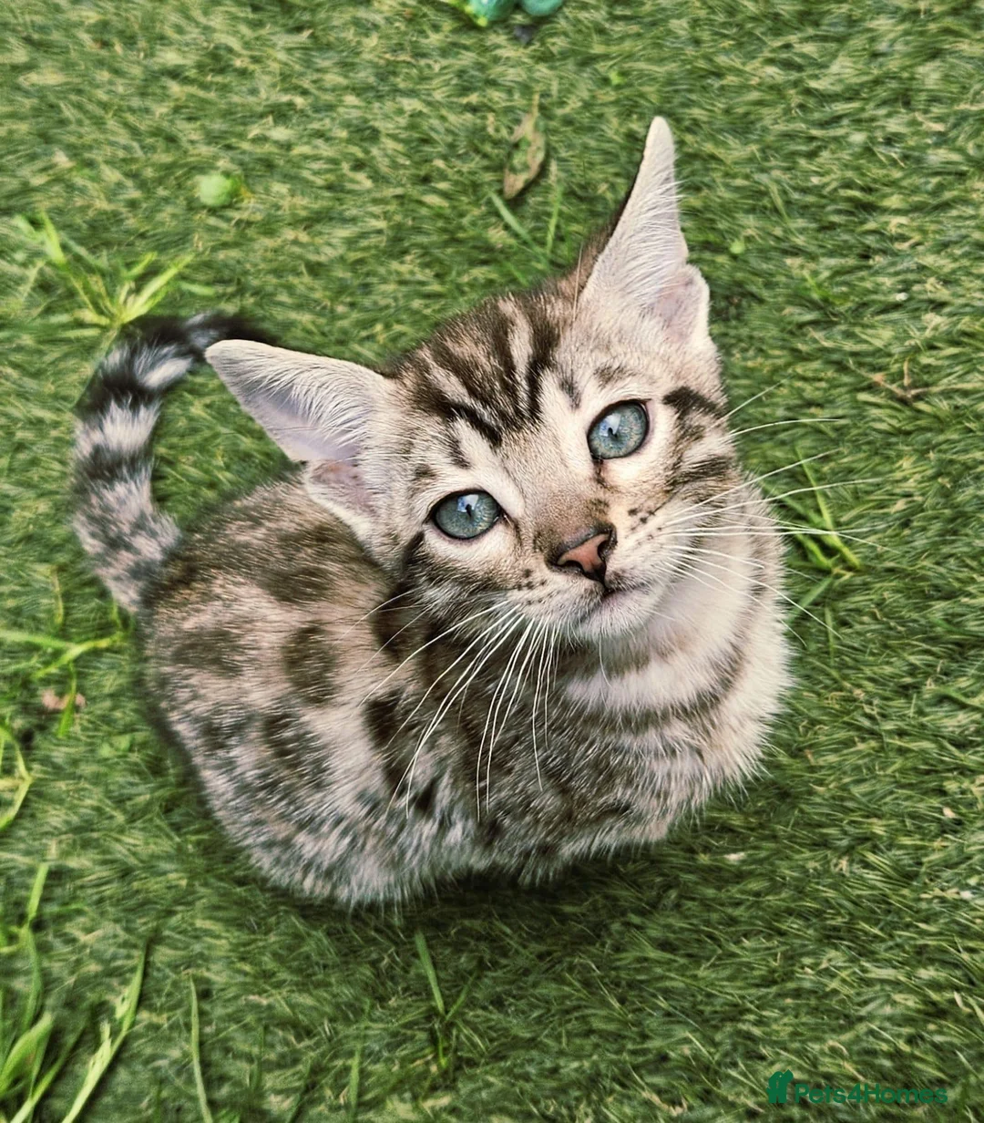 Mixed Breed cats for sale: Bengal mix  - Advert 2