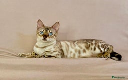 Bengal cats for sale: 🐾PUREBRED Active for breed Bengal girl🐾  - Image 8