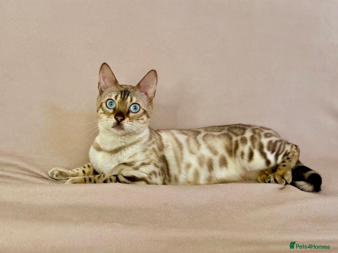 Bengal cats for sale: 🐾PUREBRED Active for breed Bengal girl🐾  - Image 8