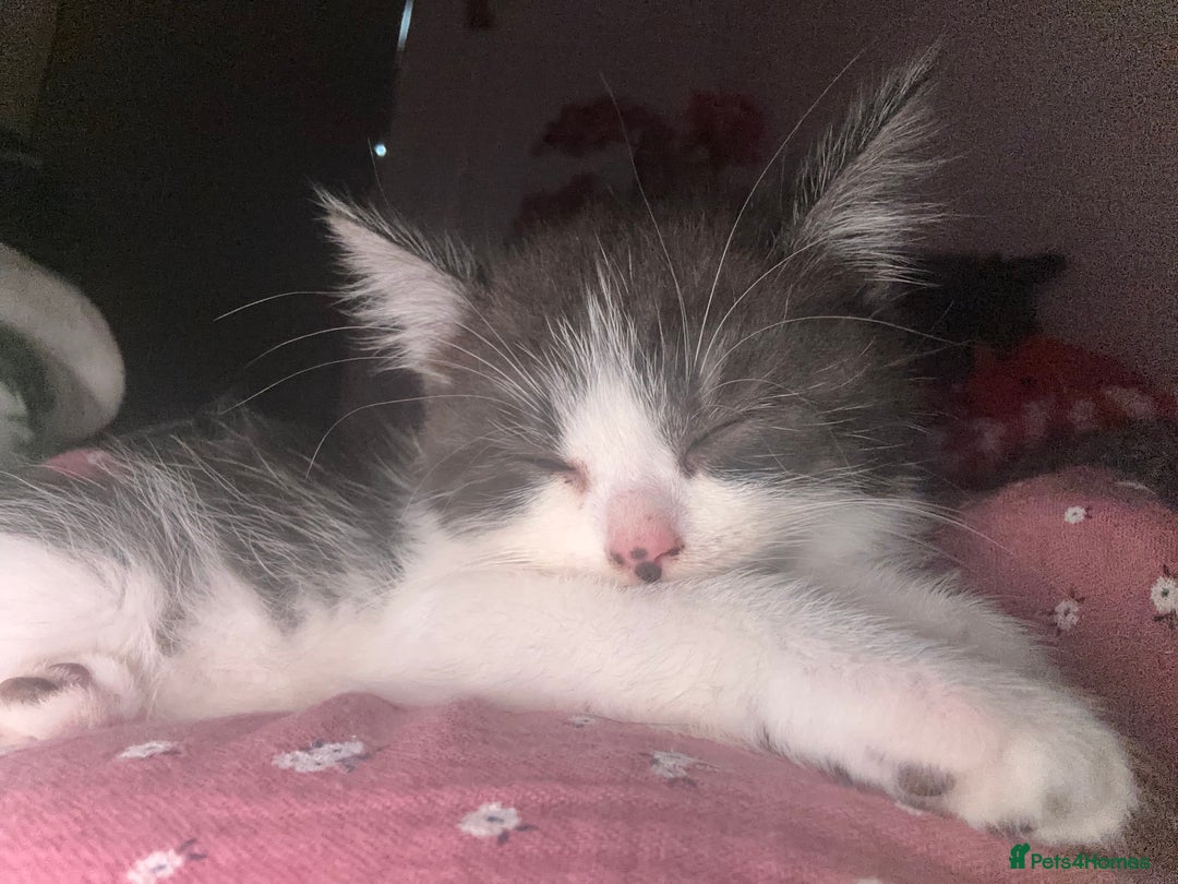 Mixed Breed cats for sale: One girl white with black/grey markings - Advert 5