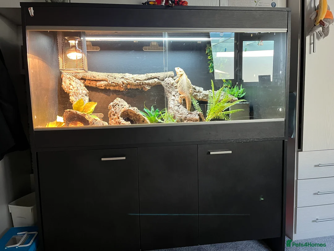 Bearded Dragon reptiles for sale: Bearded Dragon  in Newton Abbot - Advert 2