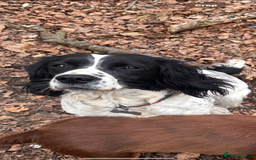 English Springer Spaniel dogs for sale: Stunning kc reg dna tested  - Image 17