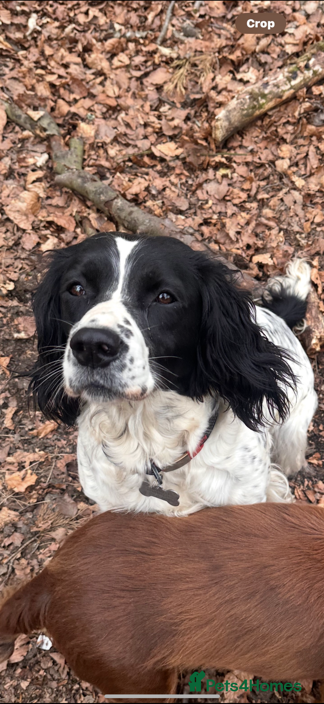 English Springer Spaniel dogs for sale: Stunning kc reg dna tested  - Image 17