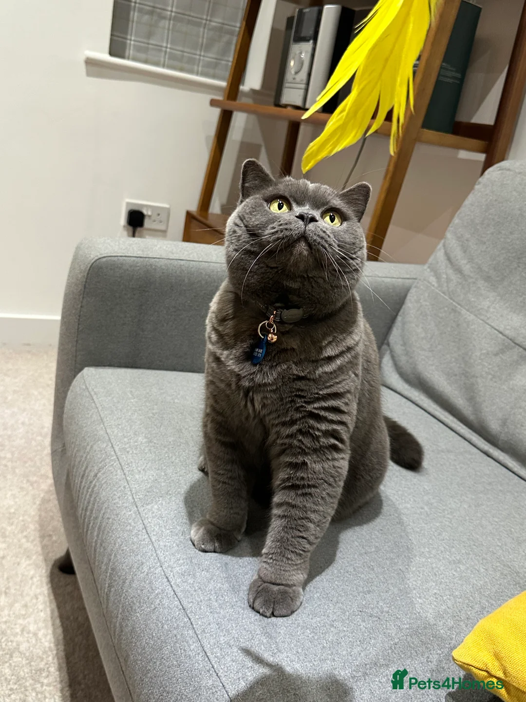 British Shorthair cats for sale: Lovely British Blue boy looking for new home - Advert 1