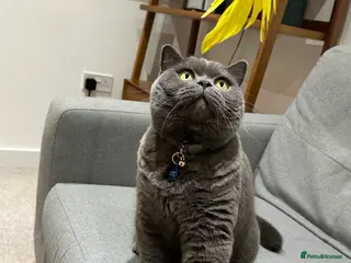 British Shorthair cats Lovely British Blue boy looking for new home - Advert 1