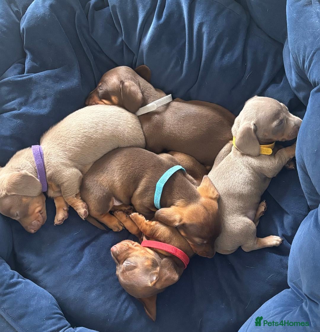 Miniature Dachshund dogs Royal KC Miniature Dachshunds   - Advert 1