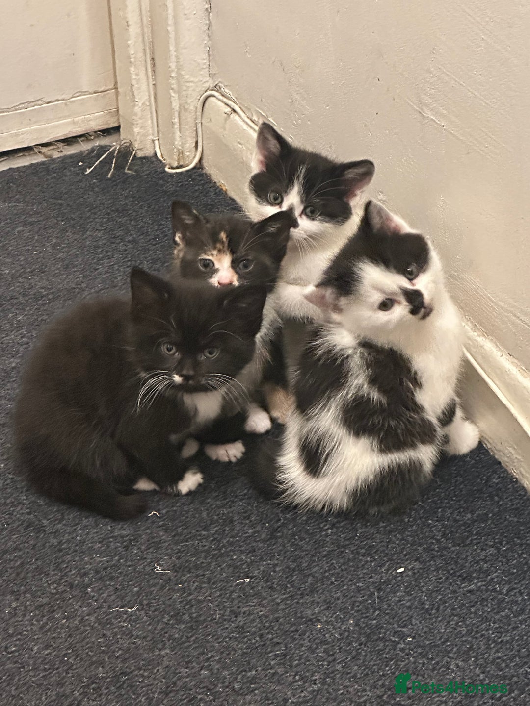 American Wirehair cats for sale: 3 KITTENS FOR SALE - ready to leave Jan 11th - Advert 10