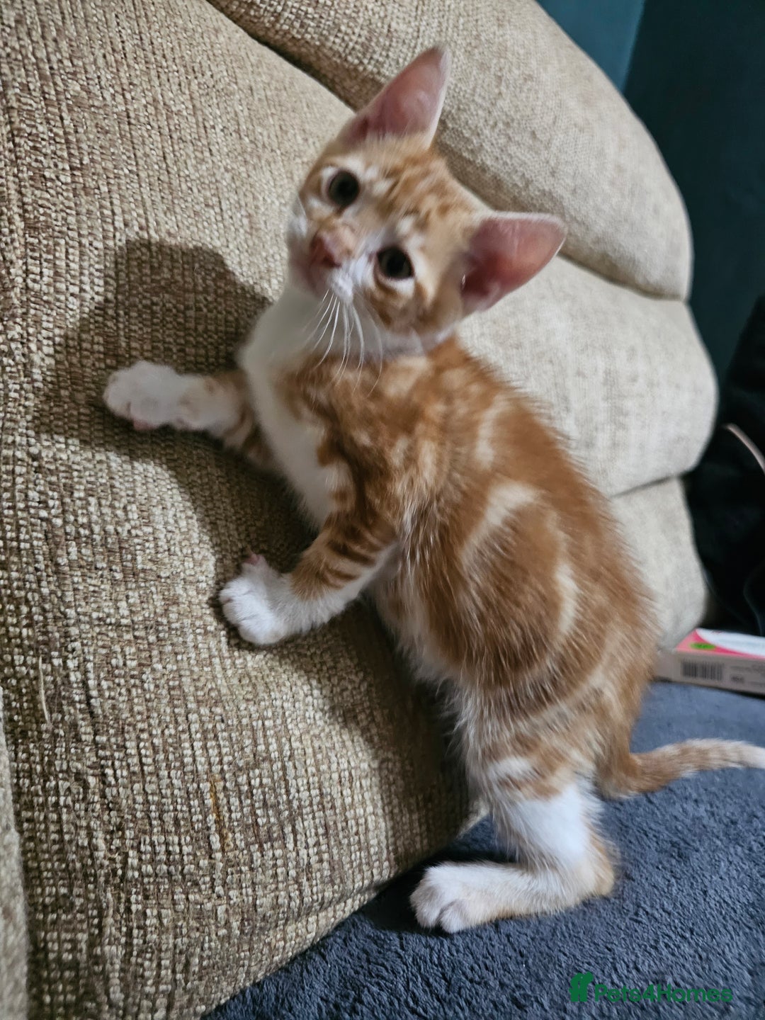 Mixed Breed cats for sale: Beautiful kittens available for sale - Advert 14