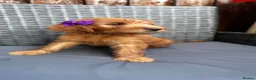 Goldendoodle dogs for sale: 🐾7 beautiful goldendoodles ready now🐾 - Advert 12