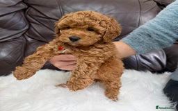 Toy Poodle dogs for sale: Gorgeous Fox Red Toy Poodle Females😍 - Image 24