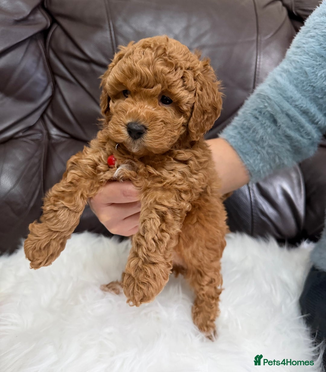 Toy Poodle dogs for sale: Gorgeous Fox Red Toy Poodle Females😍 - Image 24