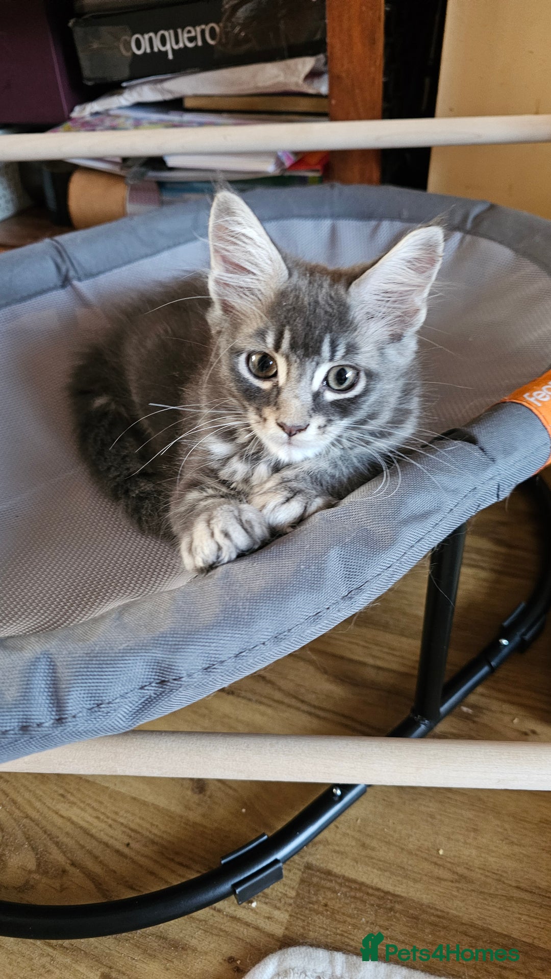 Maine Coon cats for sale: Large Breed Maine Coon Cross - Image 2
