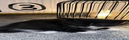 British Shorthair cats for sale: 4 black & white kittens. British short hair mother - Advert 8