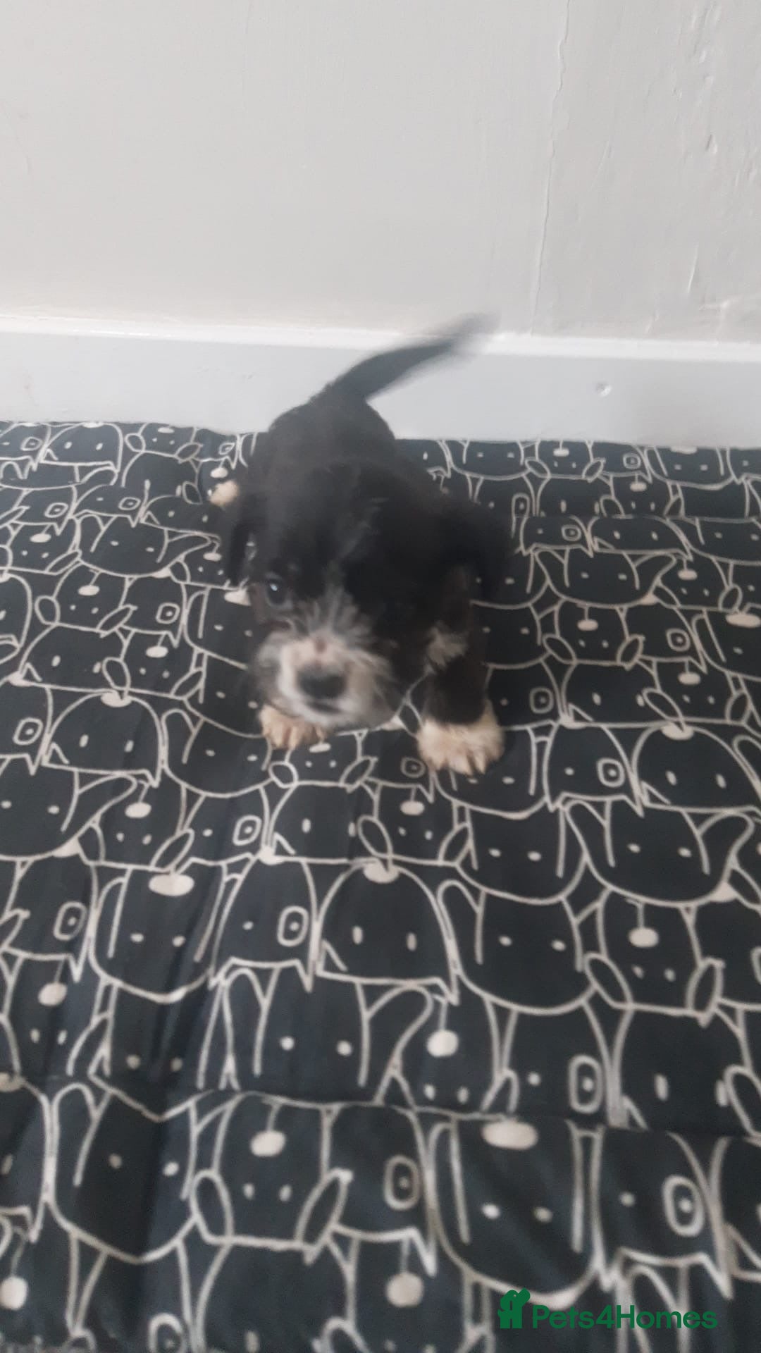Mixed Breed dogs for sale: beautiful terrier puppies  - Advert 4