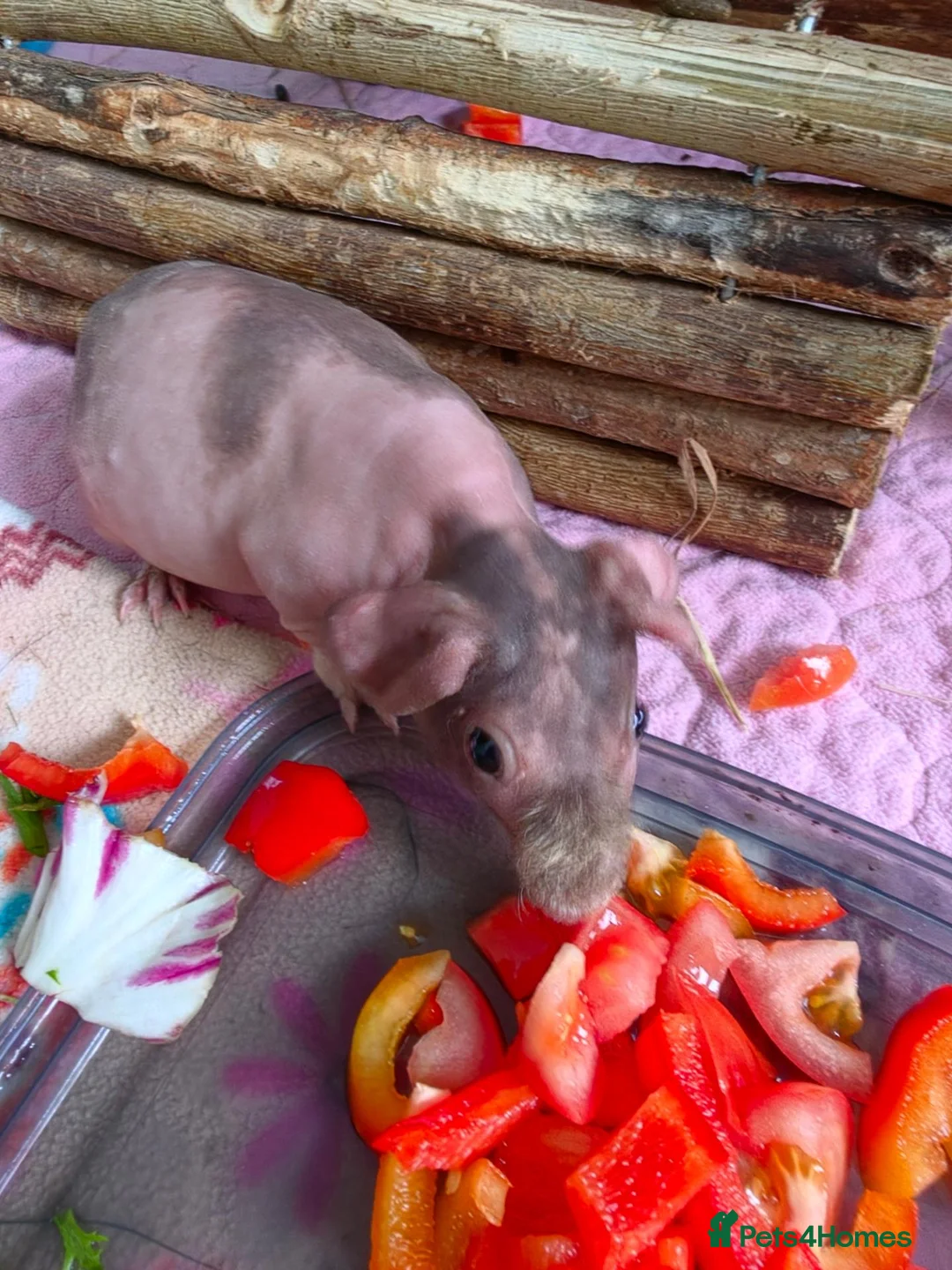 Guinea Pig rodents for sale: Skinny pigs.. 2 females 2 males in Croydon - Advert 1