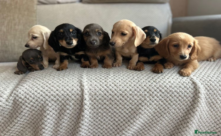 Miniature Dachshund dogs - Advert 2
