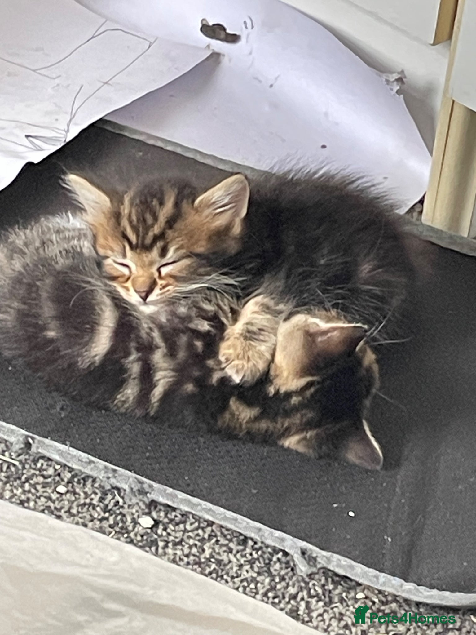 Mixed Breed cats 1 girl 1 boys leftplz message if interested  - Advert 20