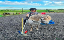 Welsh Section A horses for sale: Welsh Sec A - Image 1