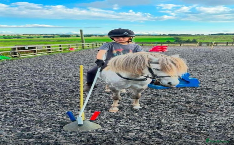 Welsh Section A horses - Advert 4