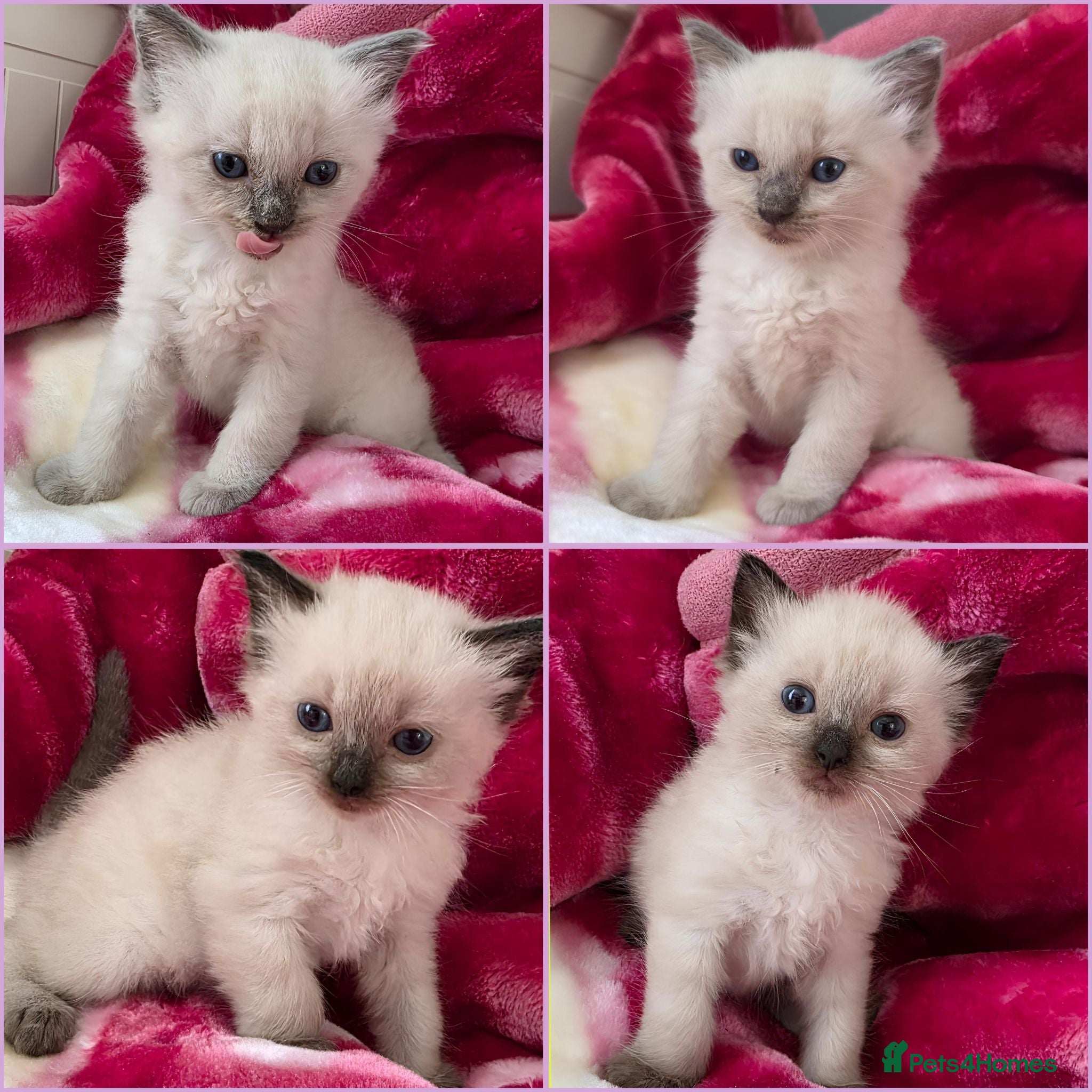 Ragdoll cats Ragdolls kittens. - Advert 1