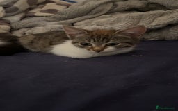Mixed Breed cats for sale: Two female mixed kittens for sale - Advert 2