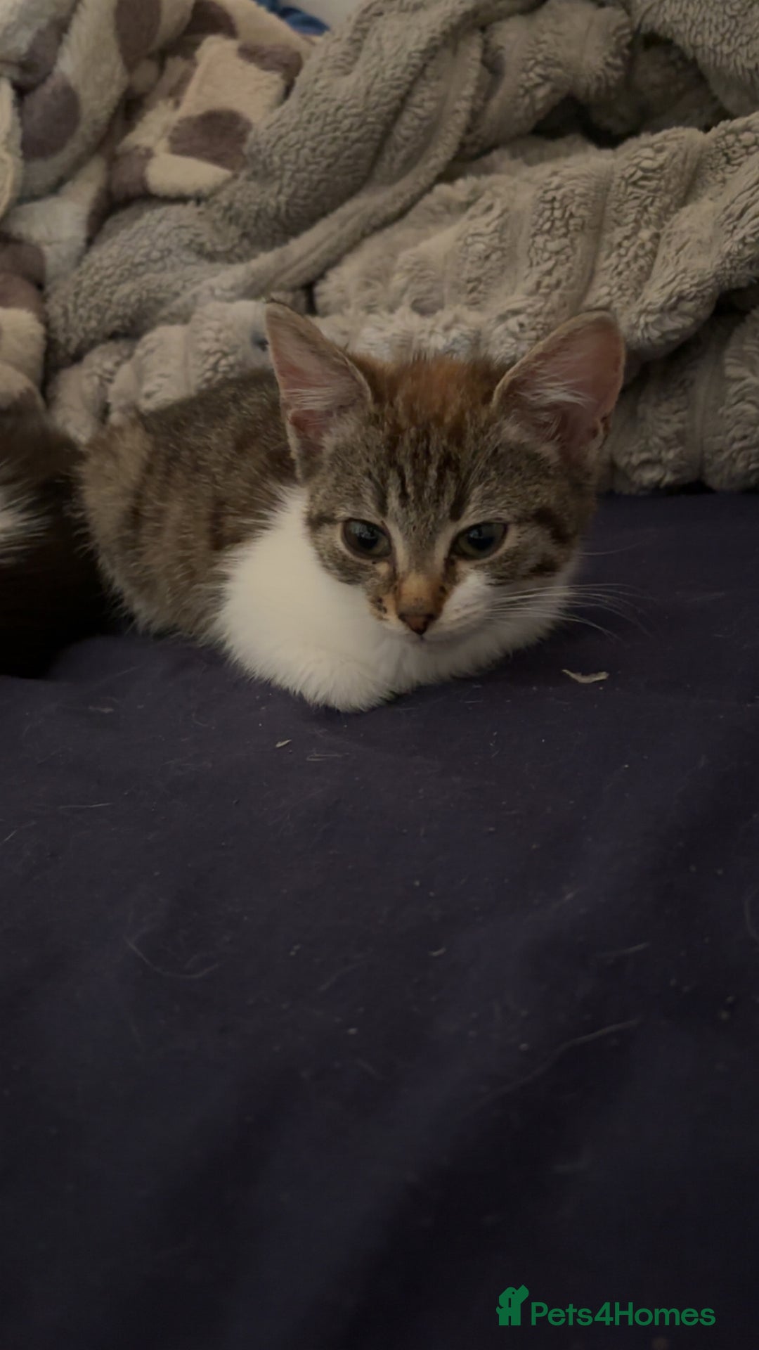 Mixed Breed cats for sale: Two female mixed kittens for sale - Advert 2