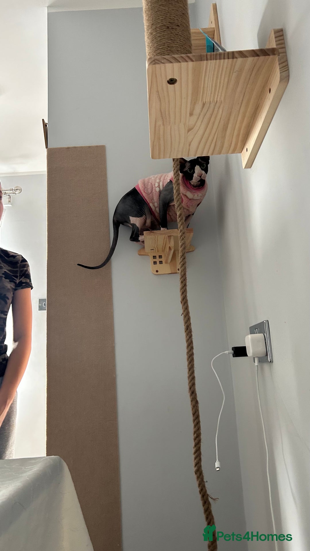 Sphynx cats for sale: Amazing boy. - Image 16