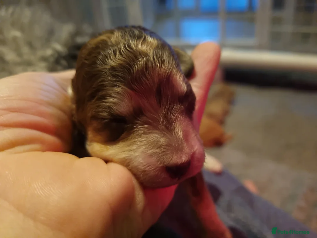 Cockapoo dogs for sale: Cockapoo puppies looking for their forever homes - Advert 26