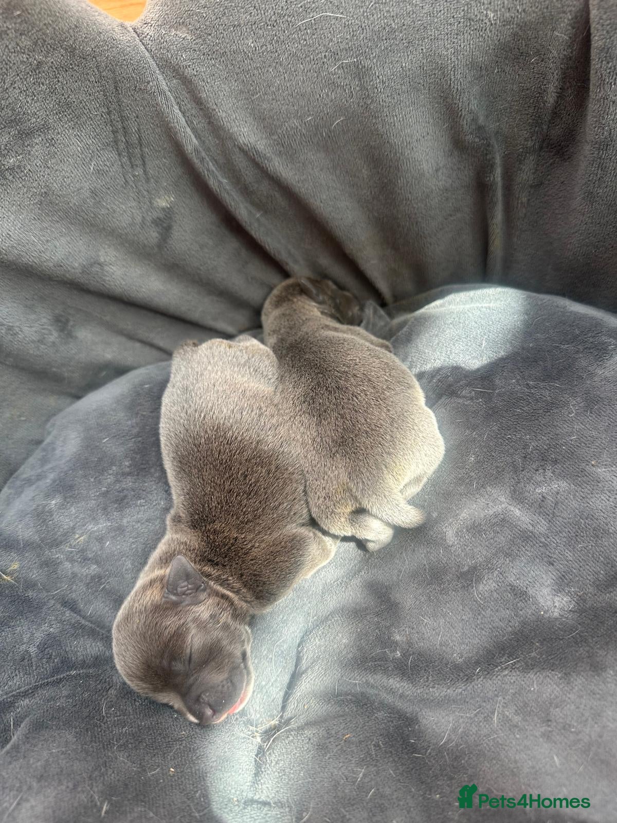 Staffordshire Bull Terrier dogs Stunning blue staff pups £2500 💕💙 - Advert 2