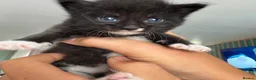Mixed Breed cats for sale: Fluffy Long Haired Kittens - Ready 15 August in Plymouth - Advert 10