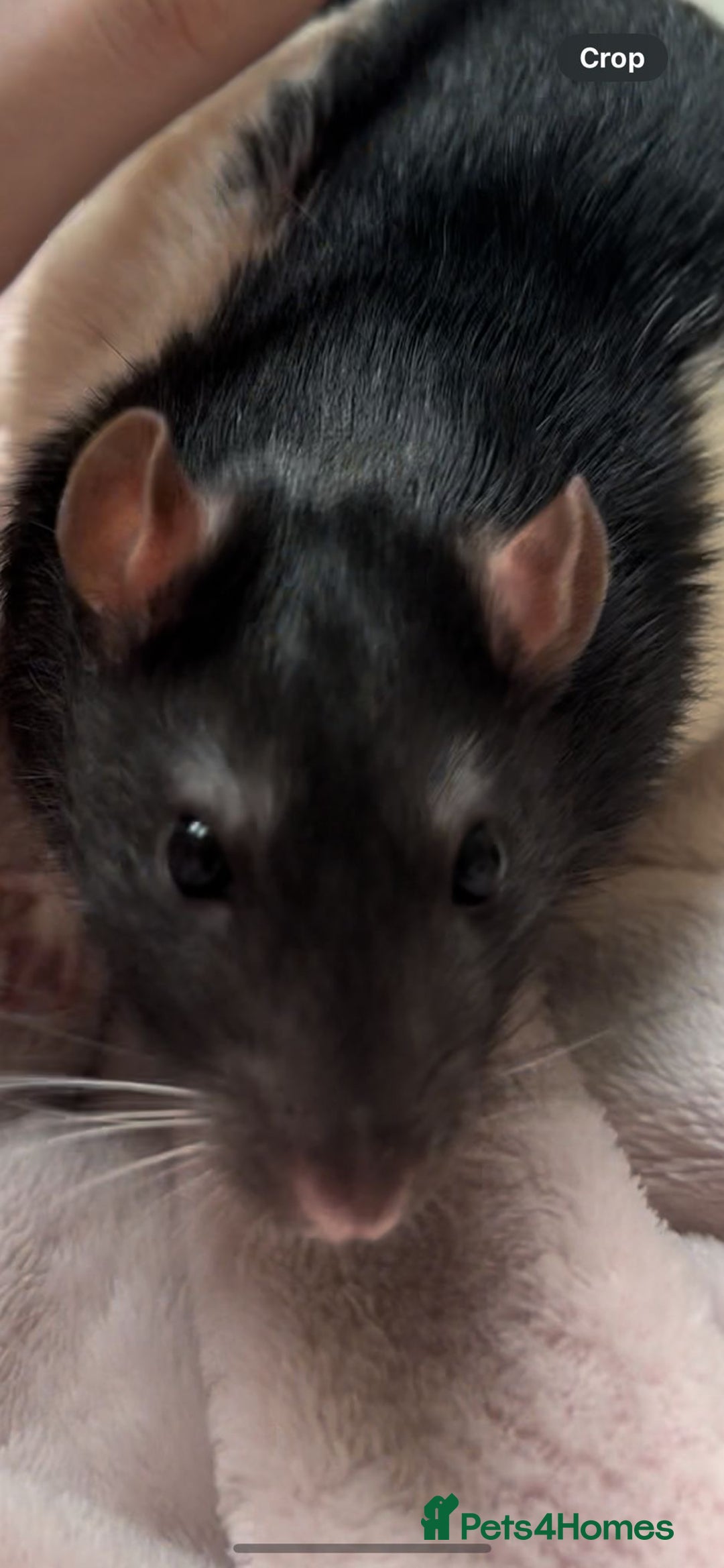 Rat rodents for sale: A perfect little boy rat  - Advert 4