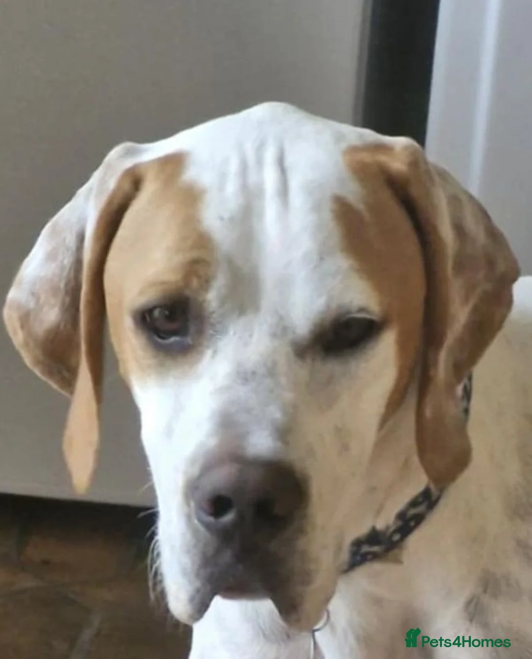Pointer dogs for stud: Pointer available for stud  - Advert 2