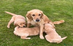 Golden Retriever dogs for sale: Beautiful Red KC Golden Retriver Puppies  - Image 11