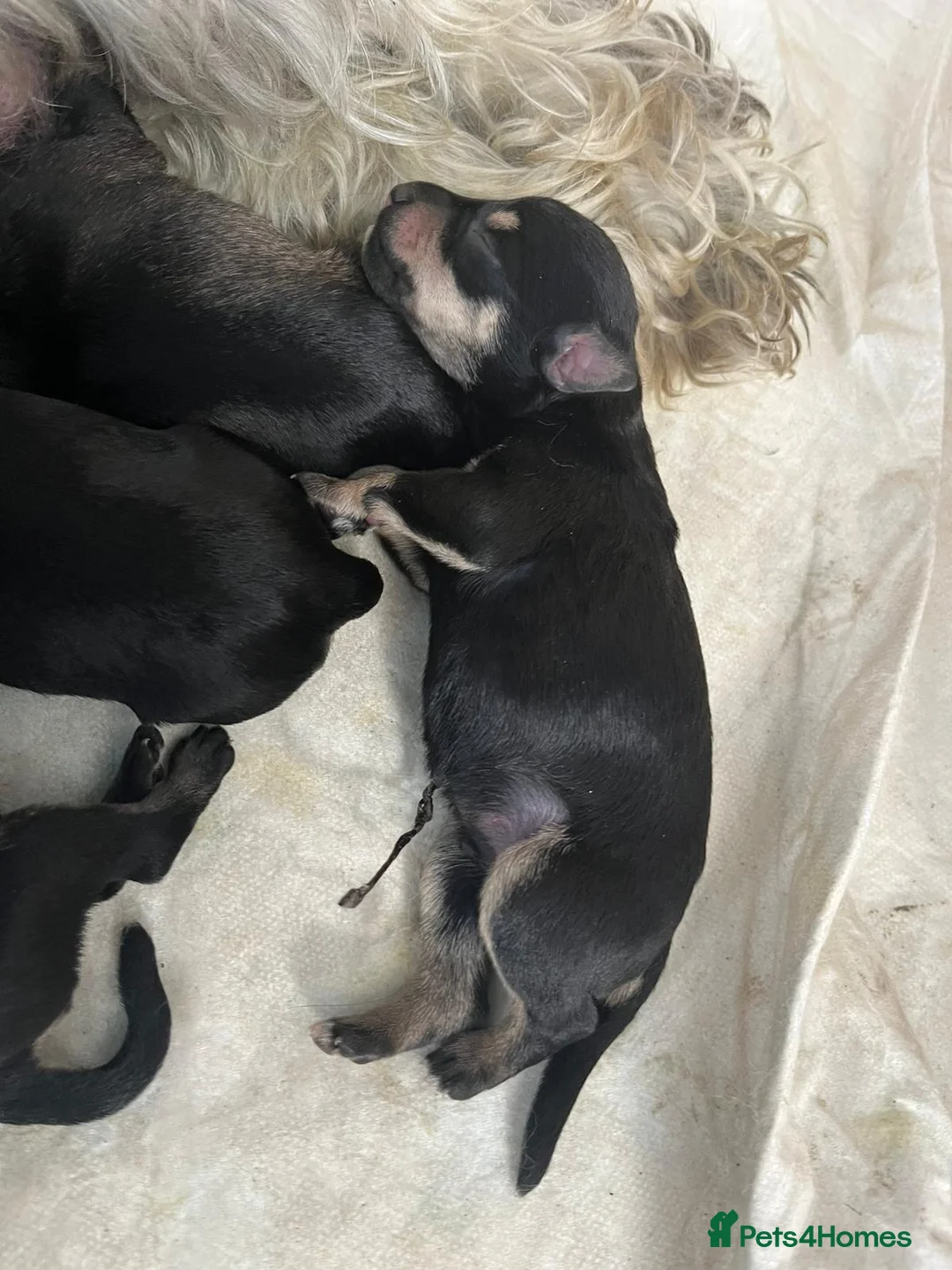 Miniature Schnauzer dogs for stud: Handsome black and silver Miniature Schnauzer  in Cambridge - Advert 18