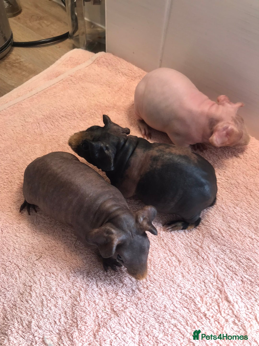 Guinea Pig rodents for sale: Super Skinny Pig Boars - Image 8