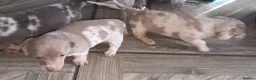 Dachshund dogs for sale: Minature short haired Daschunds - Advert 7