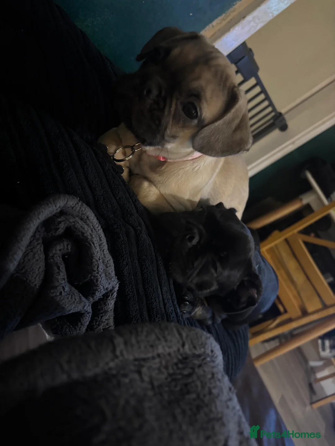 Frug dogs for sale: Male and female frug puppies  - Advert 7