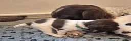 English Springer Spaniel dogs for sale: Working English Springer Spaniel pups boys in Bridgwater - Advert 4