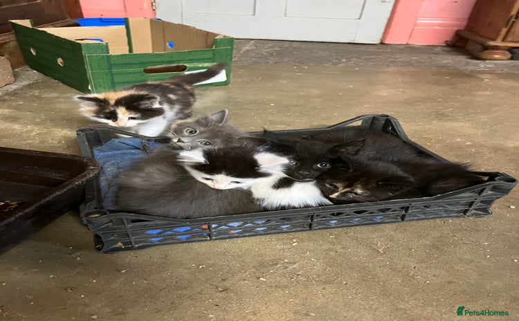 Mixed Breed cats - Advert 7