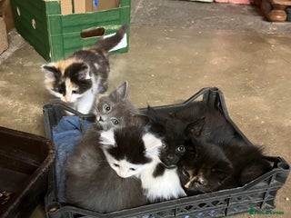 Mixed Breed cats Stunning fluffy kittens - Advert 21