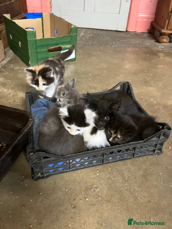 Mixed Breed cats - Advert 7