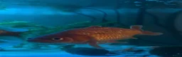 Goldfish fish for sale: 3 beautiful goldfish for sale 💖 in Stratford-upon-Avon - Advert 3