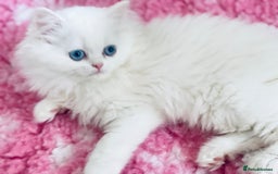 Persian cats for sale: Pure White Persian Girls BLUE EYES & full hearing - Image 25