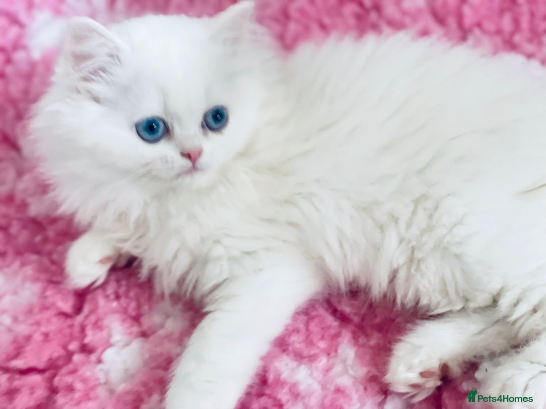Persian cats for sale: Pure White Persian Girls BLUE EYES & full hearing - Image 25
