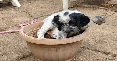 Sprocker dogs - Advert 11