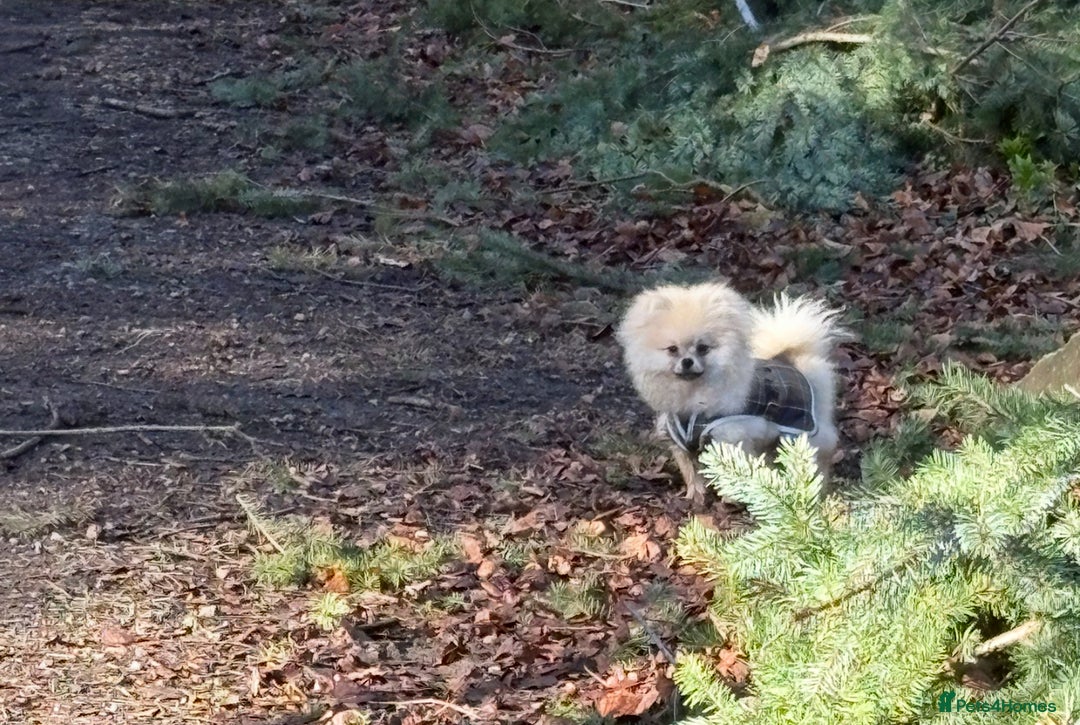 Pomeranian dogs for stud: Pomeranian Stud 1yr - Advert 13