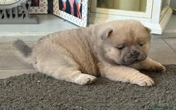 Chow Chow dogs for sale: Quality chow chow pups - Image 20